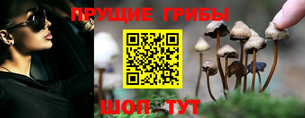 Галлюциногенные грибы Psilocybine cubensis Кингисепп